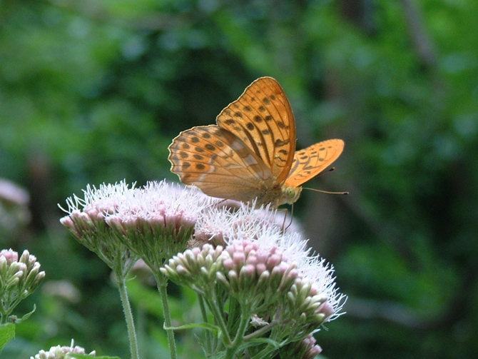 Argynnis paphia (Lepidoptera, Nymphalidae)